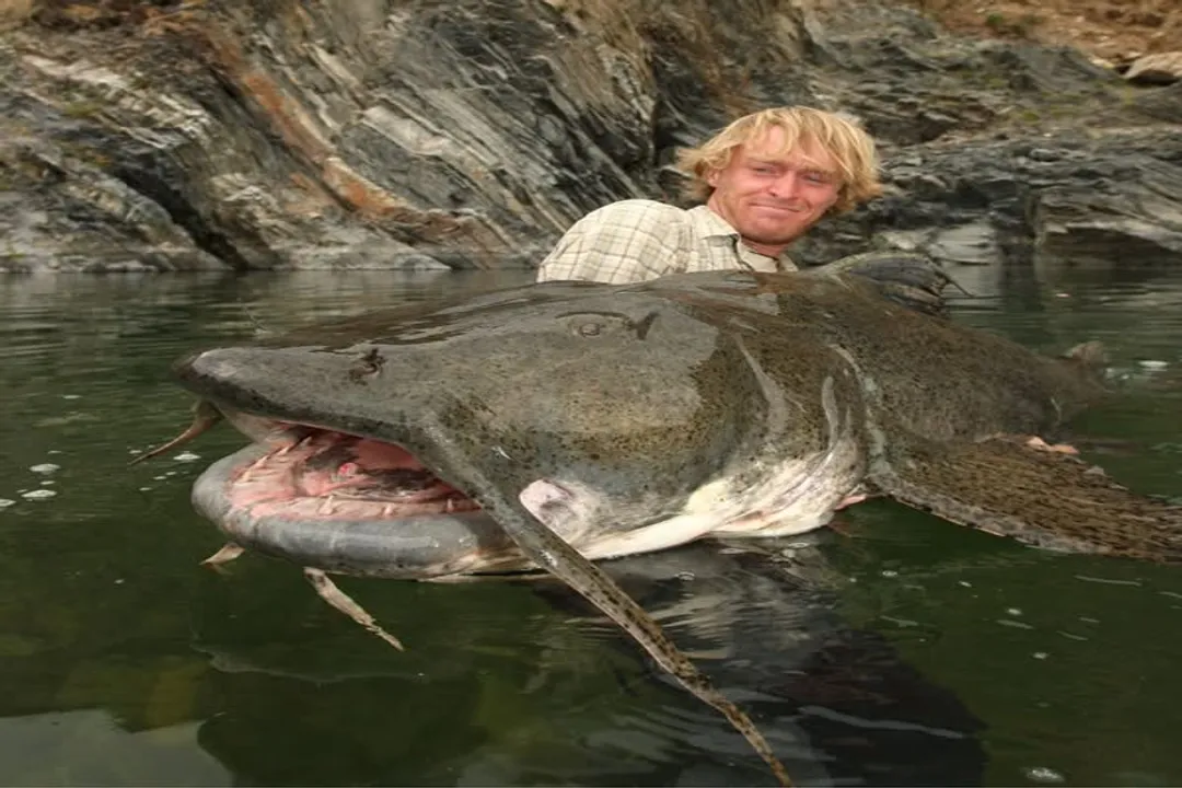 What are some interesting facts about Goonch Catfish?