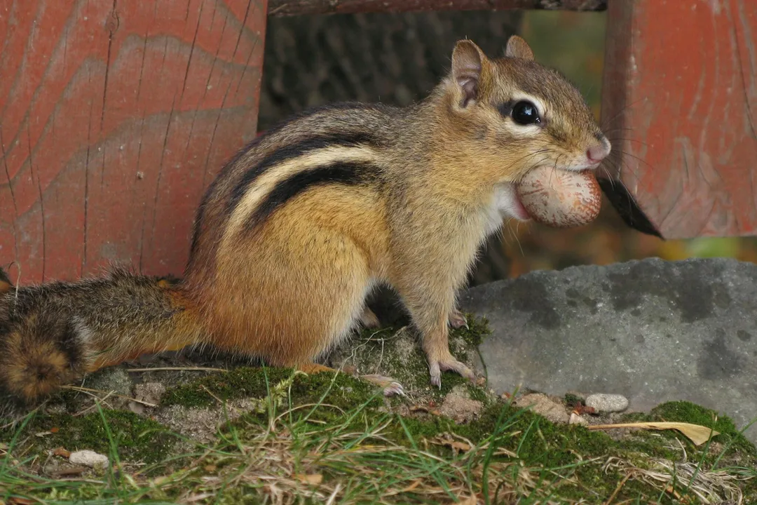 What are some interesting facts about ground squirrels?, Diet Habits