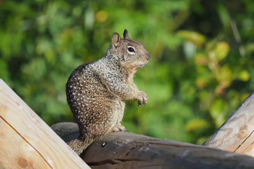 What are some interesting facts about ground squirrels?, Diversity Shown