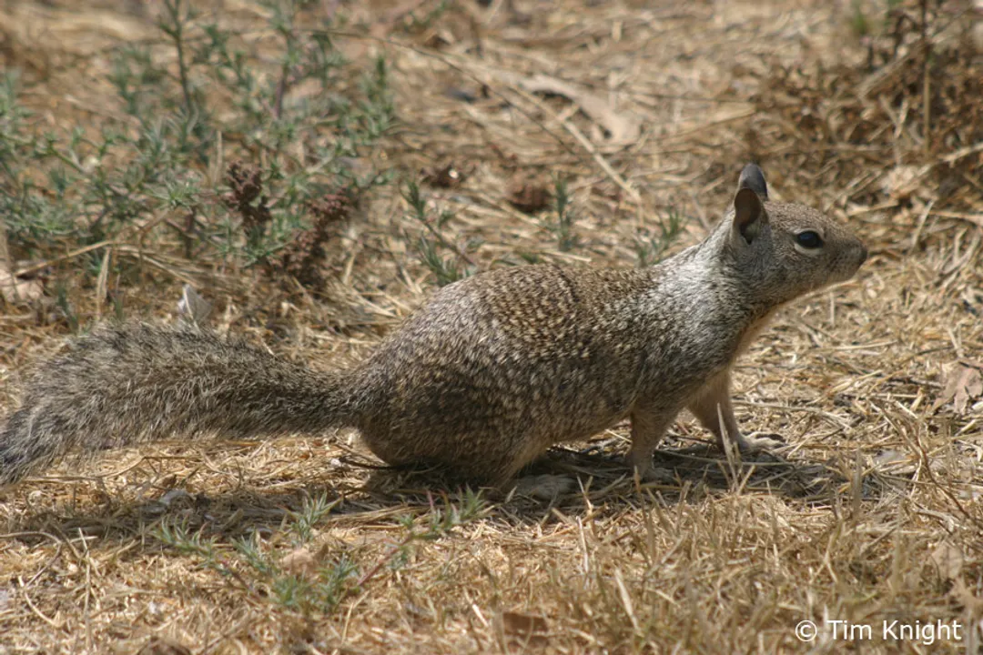 What are some interesting facts about ground squirrels?