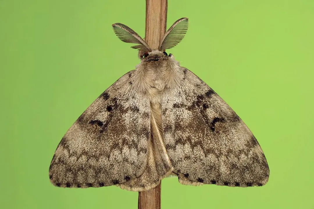 What are some interesting facts about gypsy moths?, Nomenclature Shift