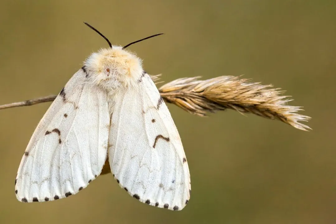 What are some interesting facts about gypsy moths?, Life Cycle Stages