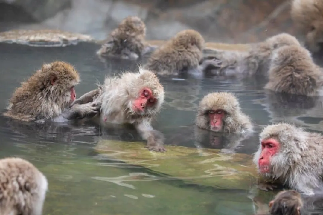 What are some interesting facts about Japanese macaques?