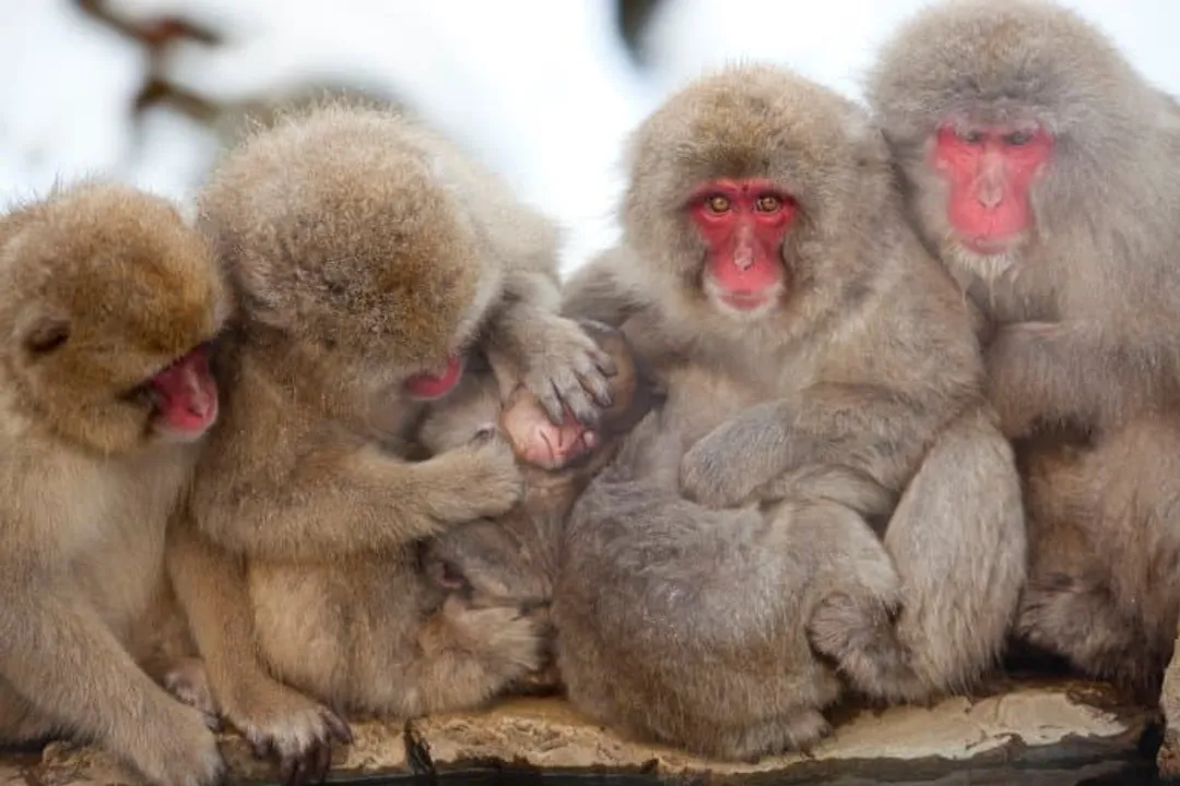 What are some interesting facts about Japanese macaques?, Diet and Feeding