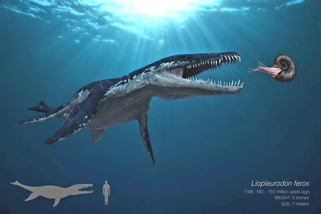What are some interesting facts about Liopleurodon?, Marine Master