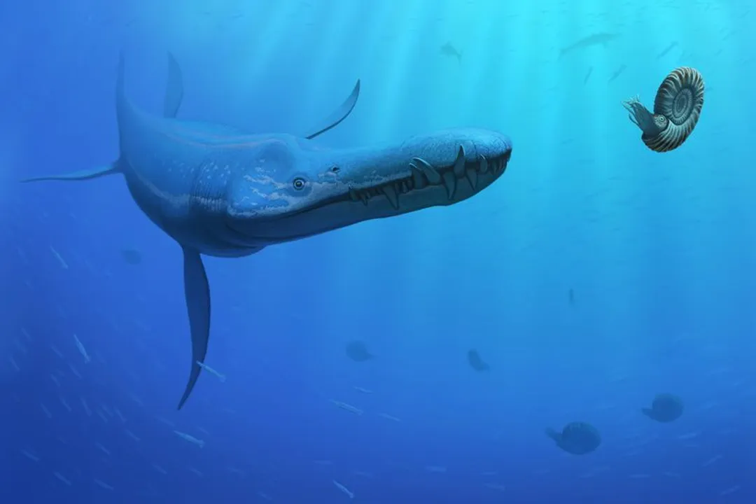What are some interesting facts about Liopleurodon?, True Size
