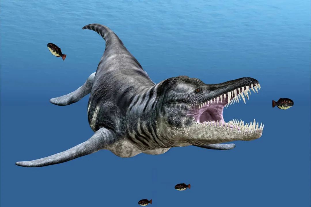 What are some interesting facts about Liopleurodon?, Paddles Power