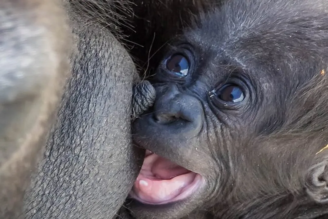 What are some interesting facts about lowland gorillas?, Vegetative Staples