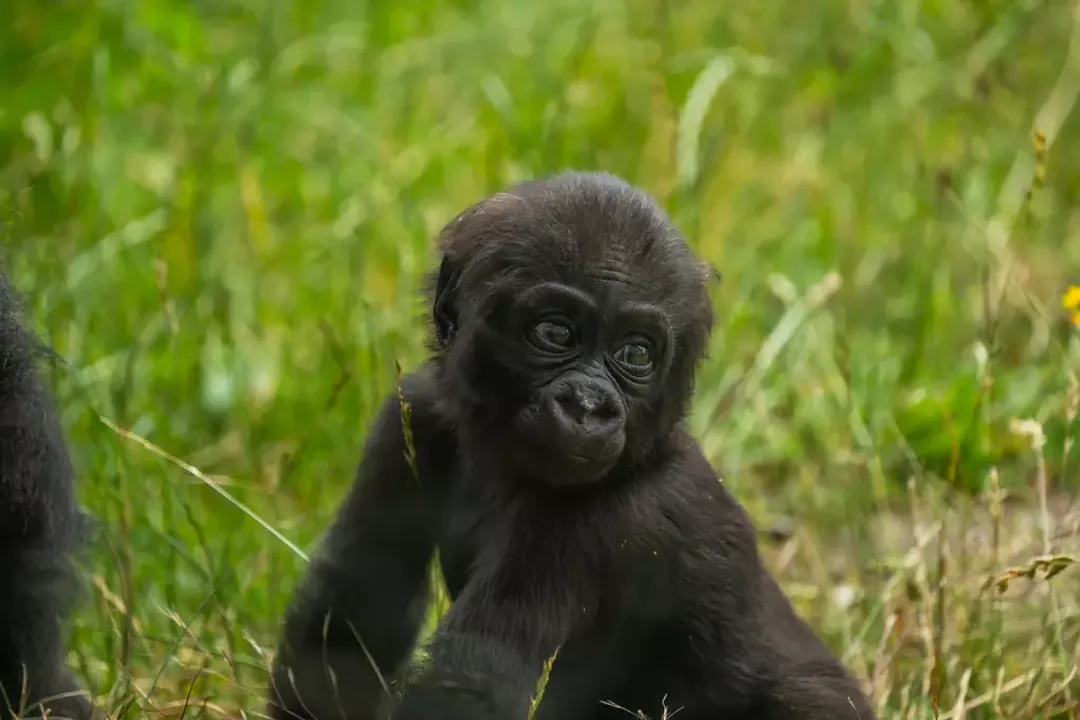 What are some interesting facts about lowland gorillas?