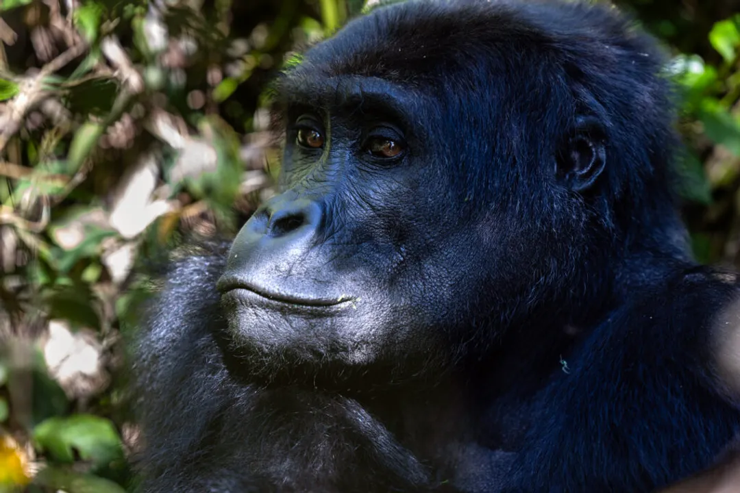 What are some interesting facts about lowland gorillas?, Forest Homes