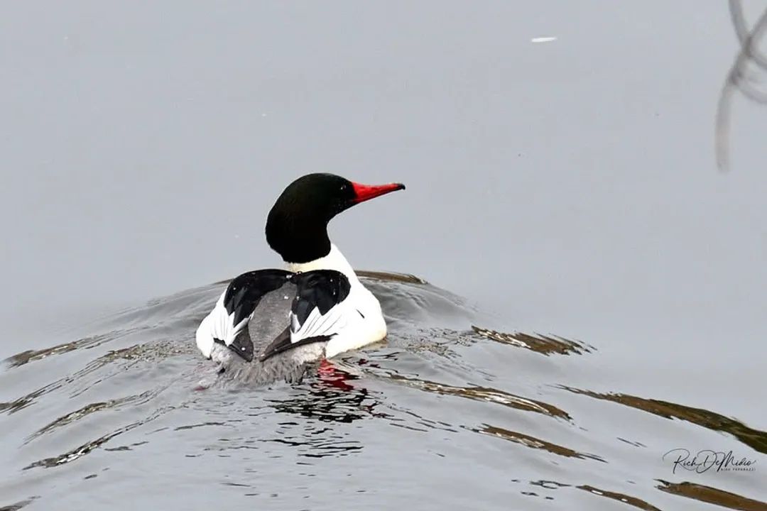 Why are mergansers often nicknamed "sawbills"?