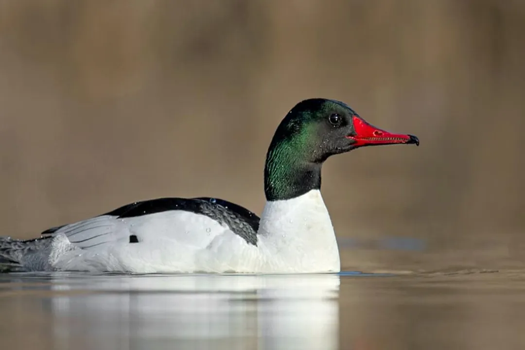 What are some interesting facts about mergansers?, Serrated Bills
