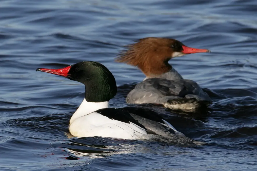 What are some interesting facts about mergansers?, Diving Experts