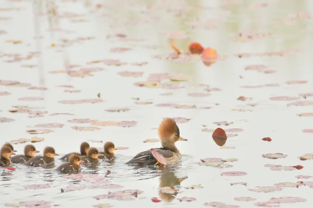 What are some interesting facts about mergansers?, Plumage Contrast