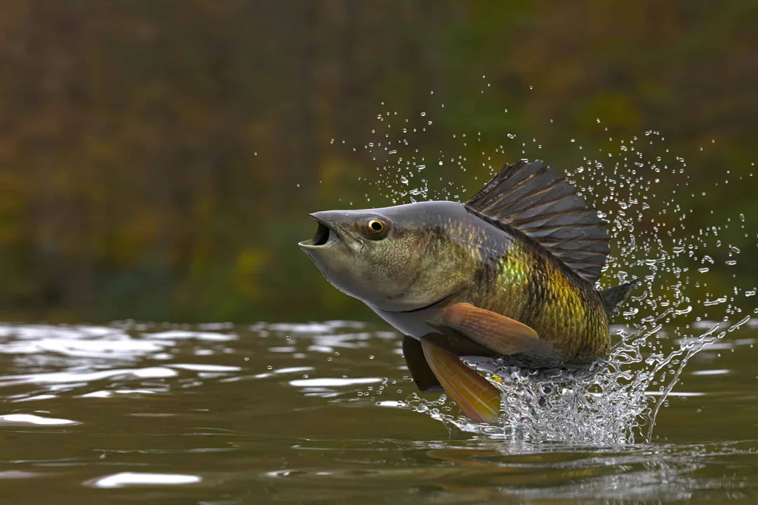 What are some interesting facts about perch?, True Perch Lineage