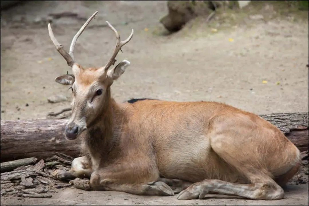 What are some interesting facts about Pere David's deer?, Physical Distinctions