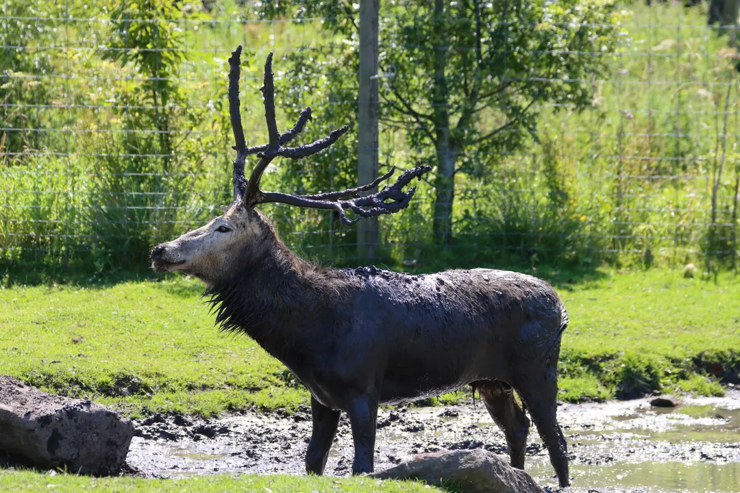 What are some interesting facts about Pere David's deer?, Habitat and Diet