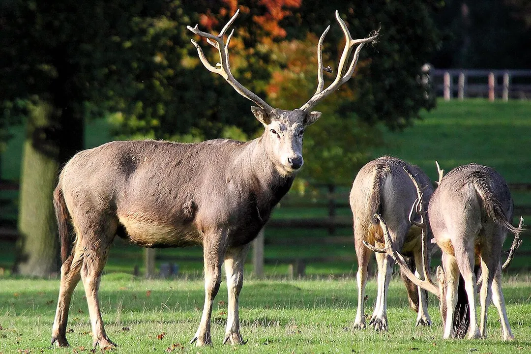What are some interesting facts about Pere David's deer?