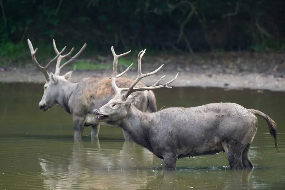 What are some interesting facts about Pere David's deer?, Naming Origin