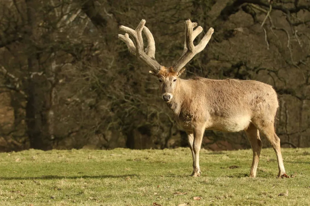 What are some interesting facts about Pere David's deer?, The Four Excellences