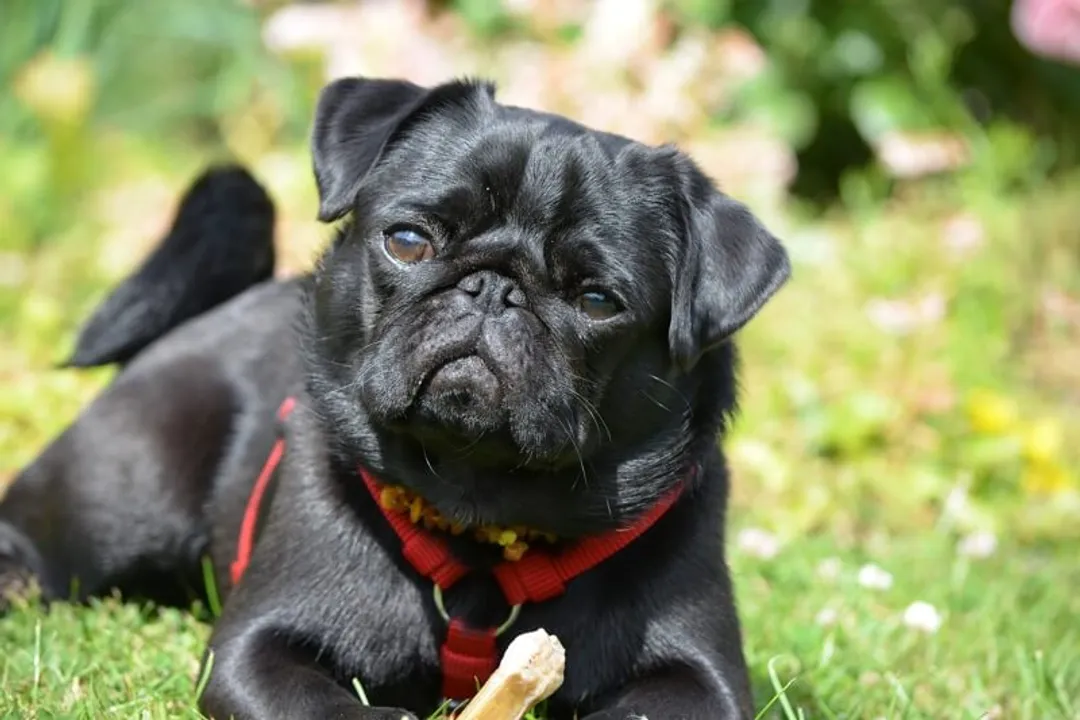 What are some interesting facts about pugs?, Ancient Roots