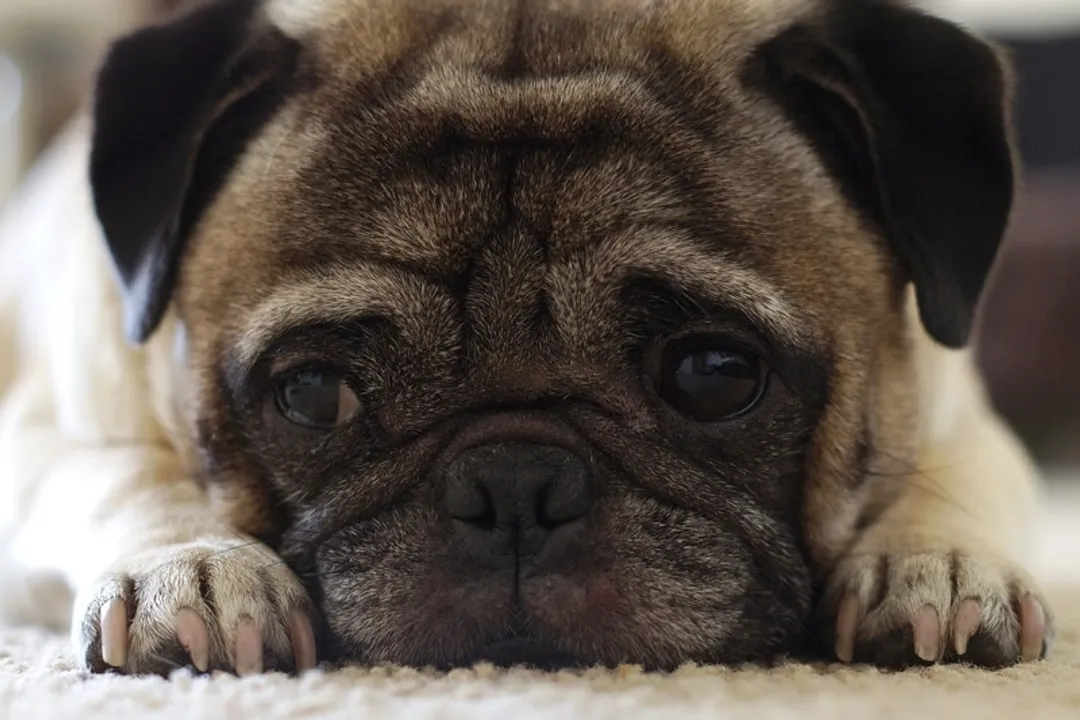 What are some interesting facts about pugs?, Health Notes