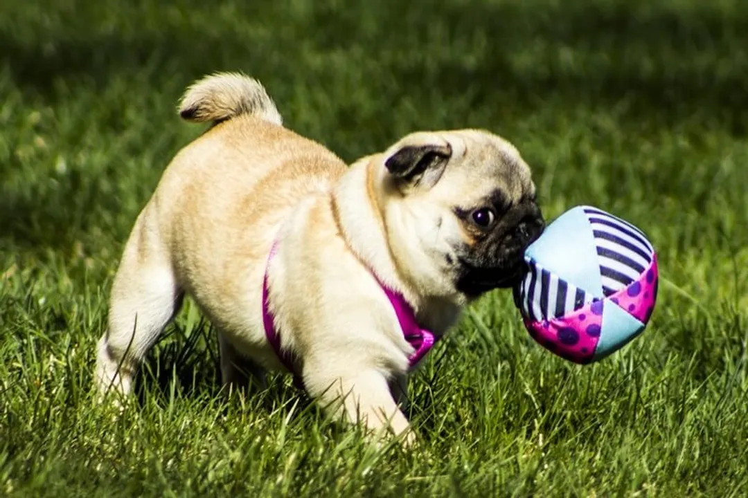 What are some interesting facts about pugs?, Defining Features