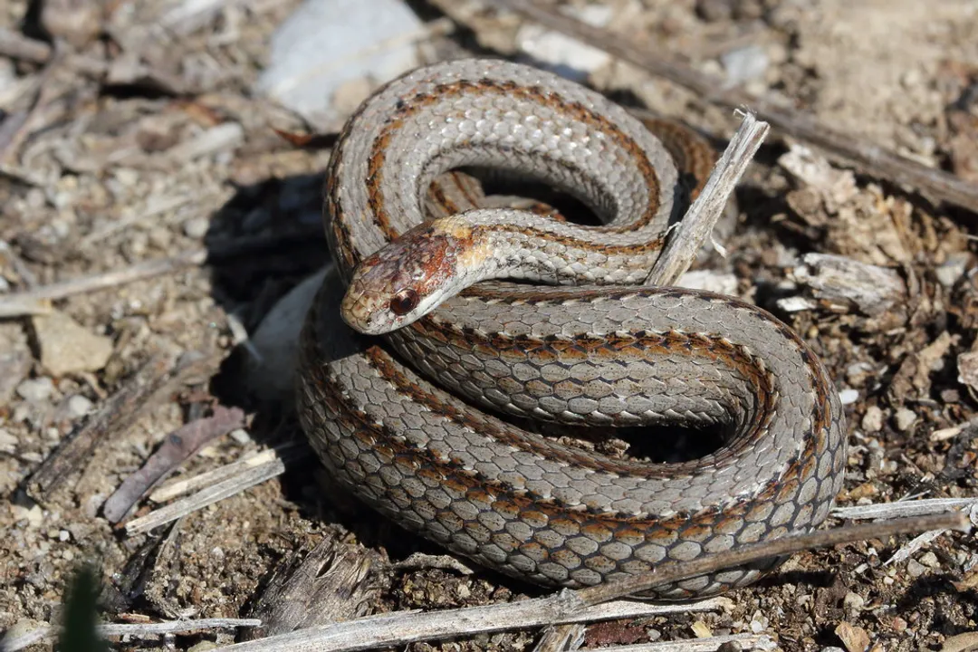 What are some interesting facts about red bellied snakes?