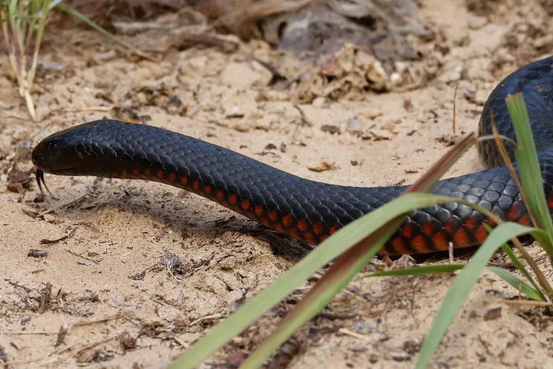 What are some interesting facts about red bellied snakes?, Comparing Defensive Strategies