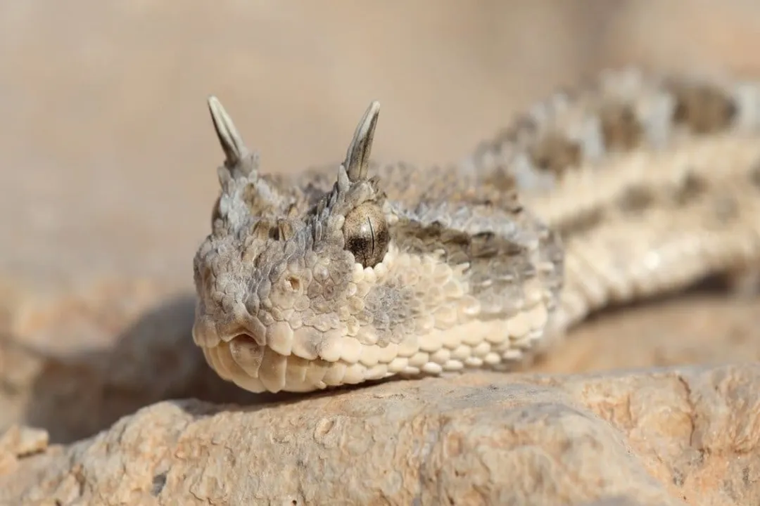 What are some interesting facts about sand vipers?, Desert Home
