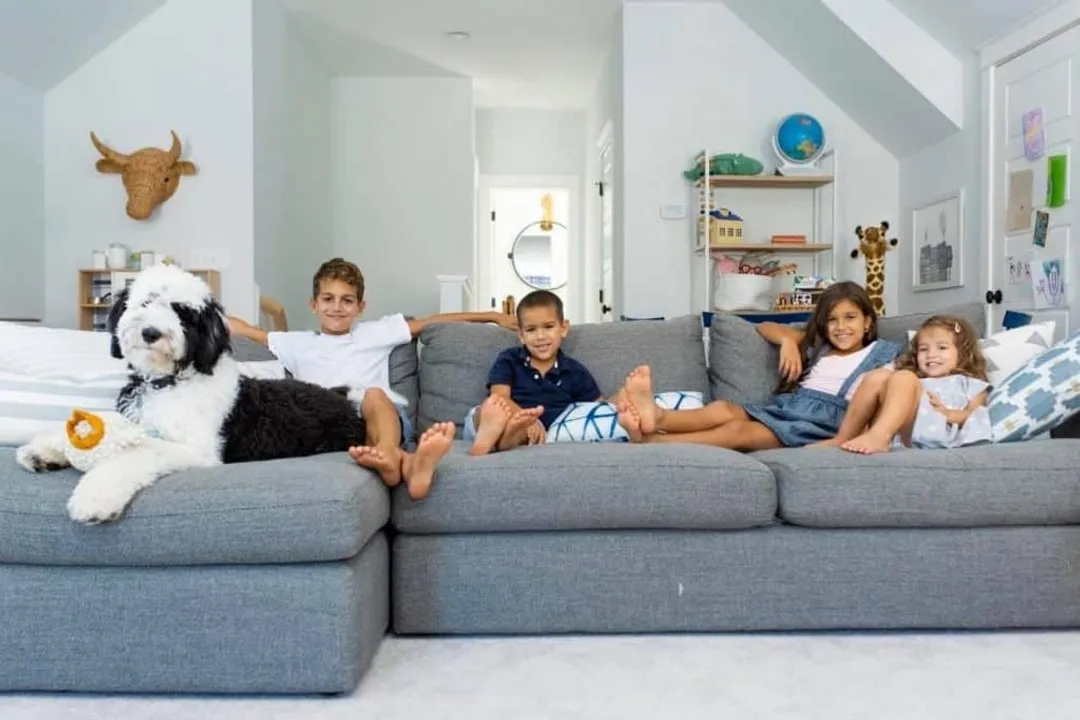 What are some interesting facts about Sheepadoodles?, Parentage Blend