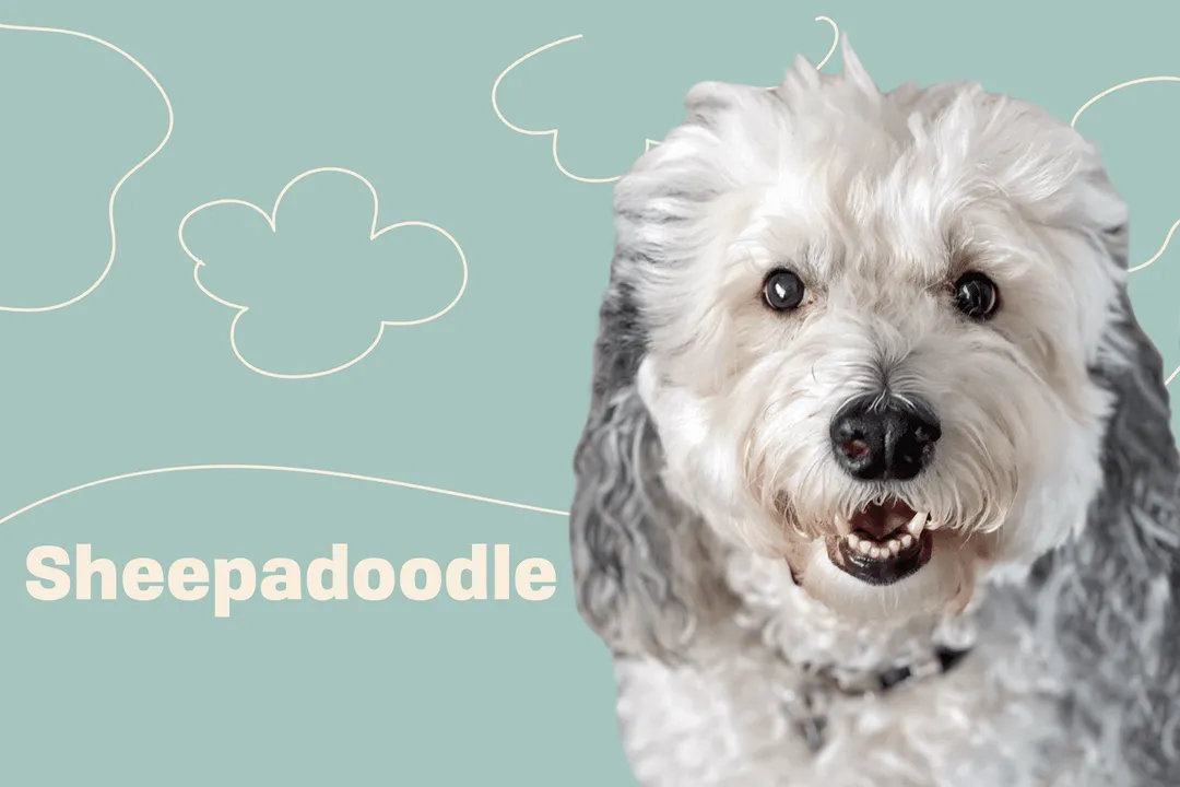 What are some interesting facts about Sheepadoodles?, Size Spectrum