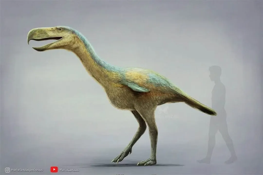 What are some interesting facts about terror birds?