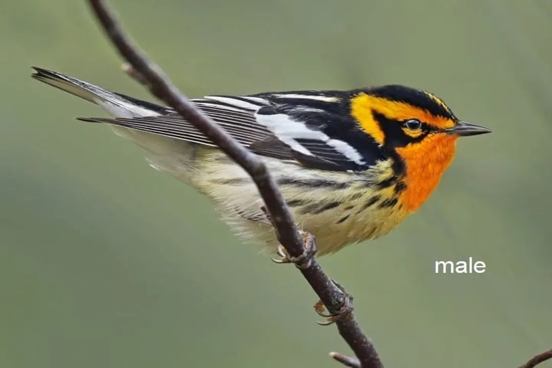 What are some interesting facts about the Blackburnian Warbler?, Range and Habitat