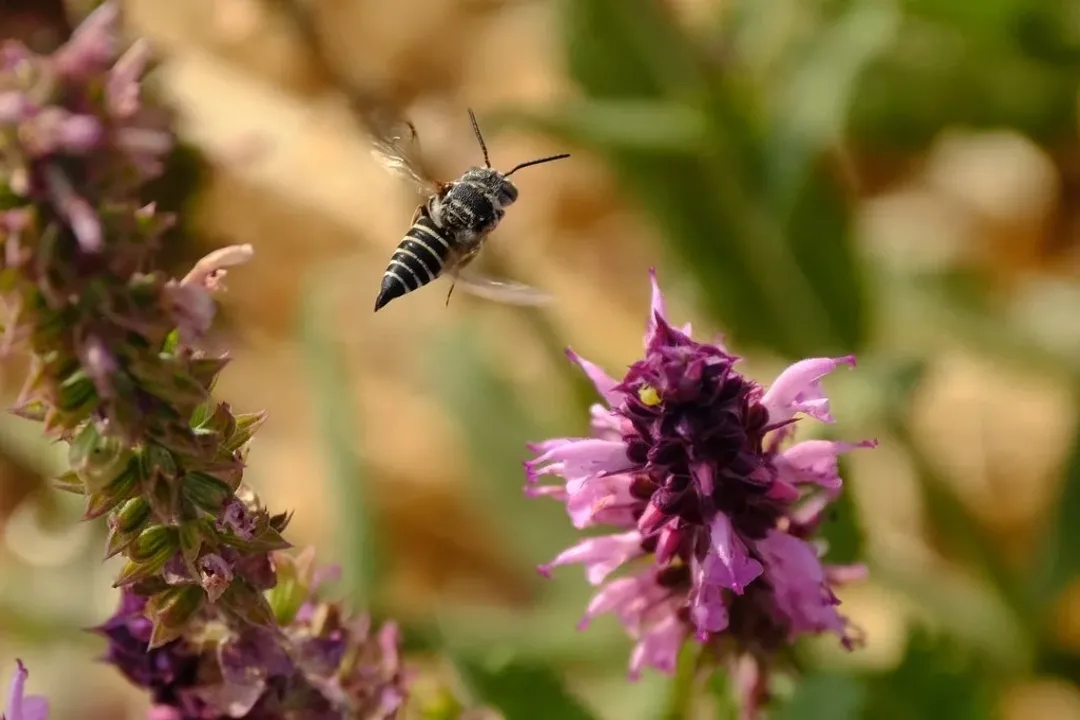 What are some interesting facts about the cuckoo bee?, Solitary Lives