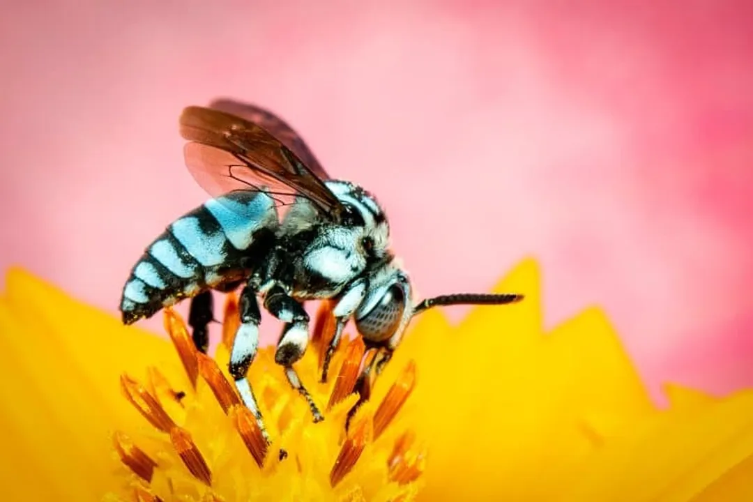 What are some interesting facts about the cuckoo bee?, Nest Raiders