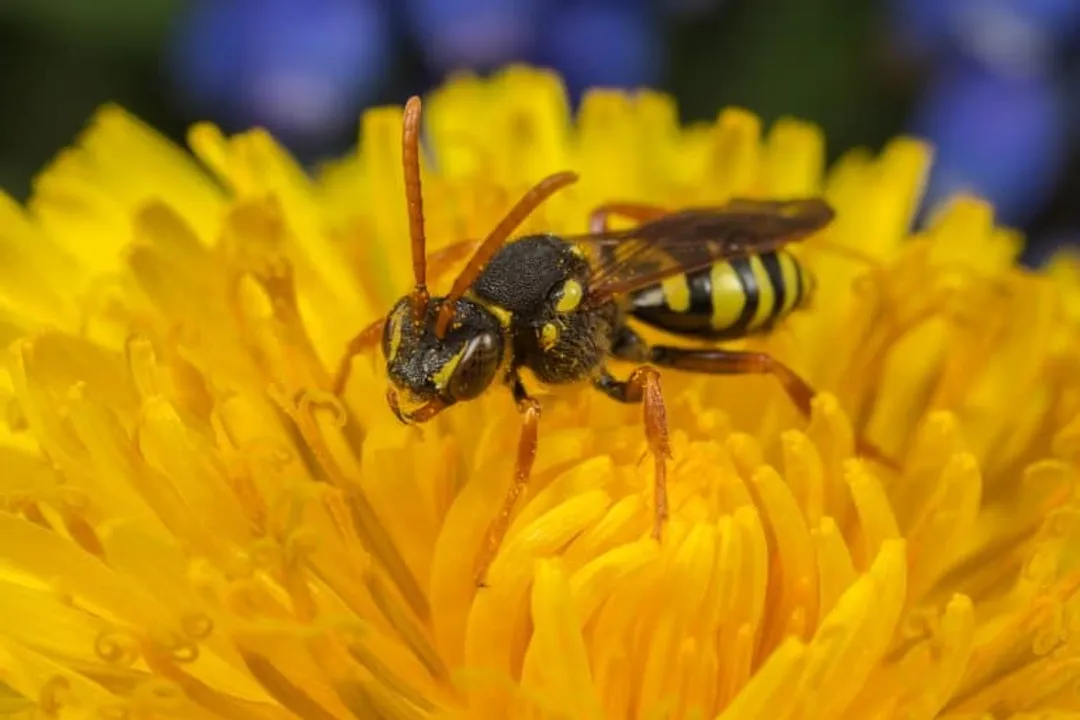 What are some interesting facts about the cuckoo bee?