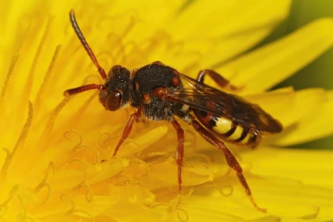 What are some interesting facts about the cuckoo bee?, Look Different
