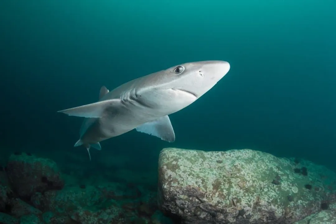What are some interesting facts about the dogfish shark?, Defining Features