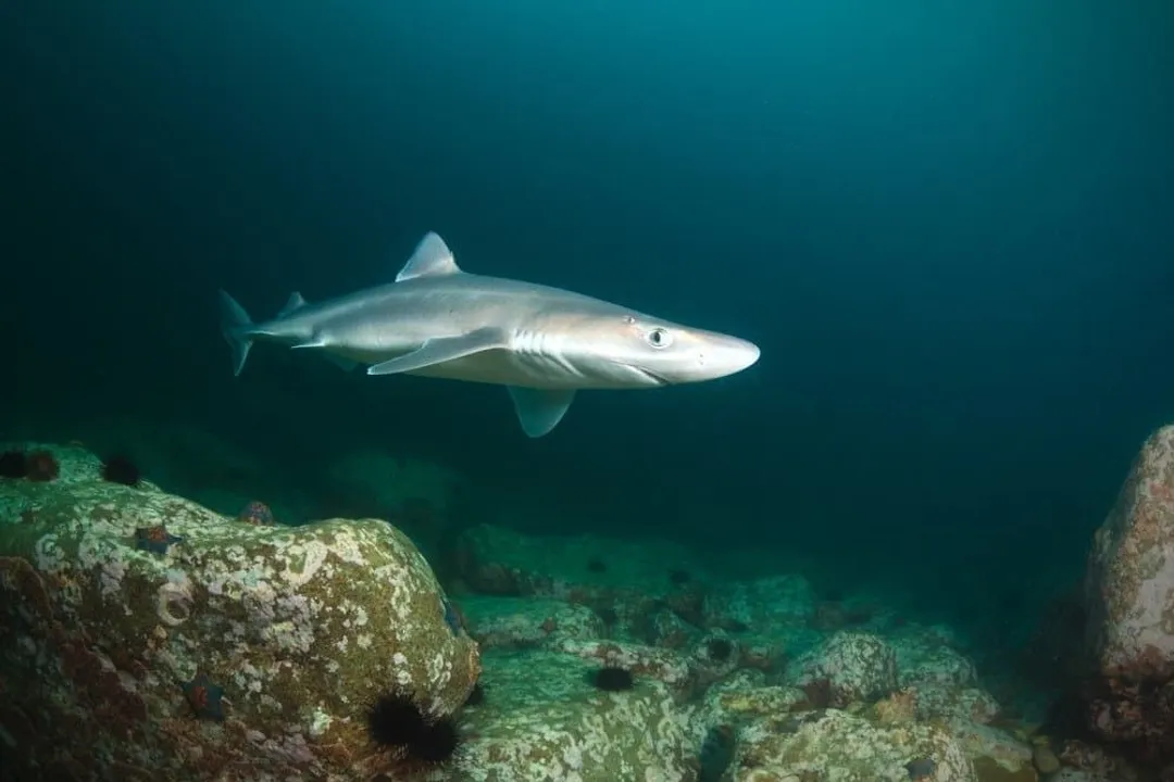 What are some interesting facts about the dogfish shark?, Naming and Kinship