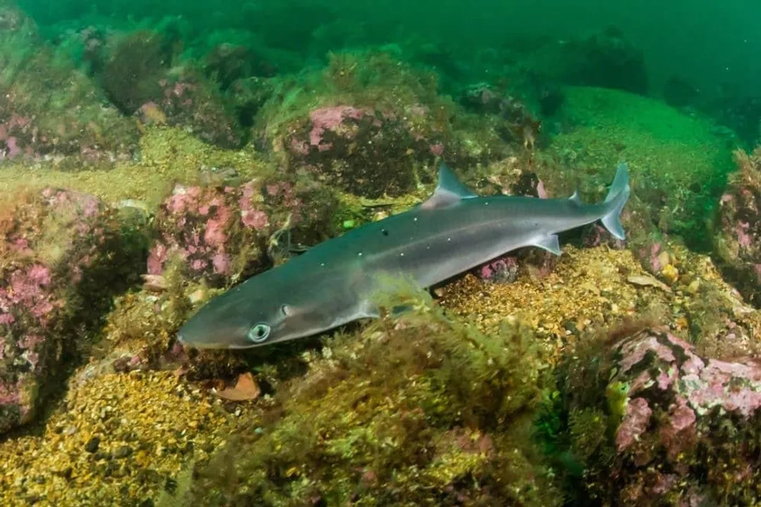 What are some interesting facts about the dogfish shark?, Deep Water Secrets