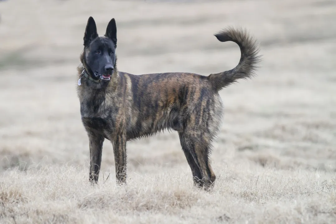 What are some interesting facts about the Dutch Shepherd?, Farm Origins