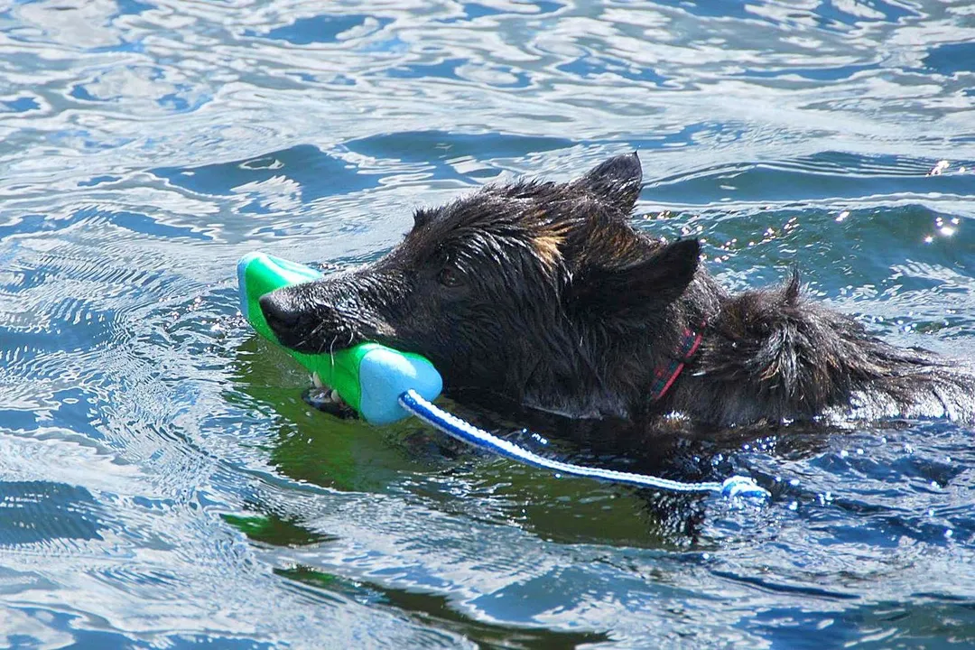 What are some interesting facts about the Dutch Shepherd?, Coat Varieties