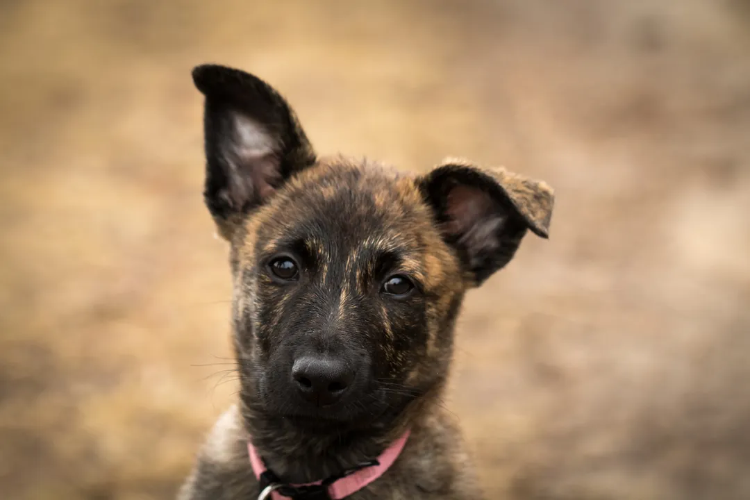 What are some interesting facts about the Dutch Shepherd?