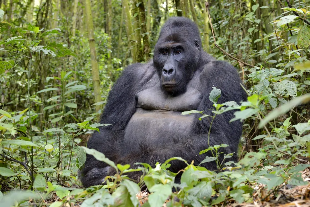 What are some interesting facts about the eastern lowland gorilla?, Physical Stature