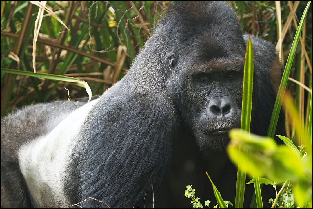 What is the scientific nomenclature for the Eastern Lowland Gorilla subspecies?
