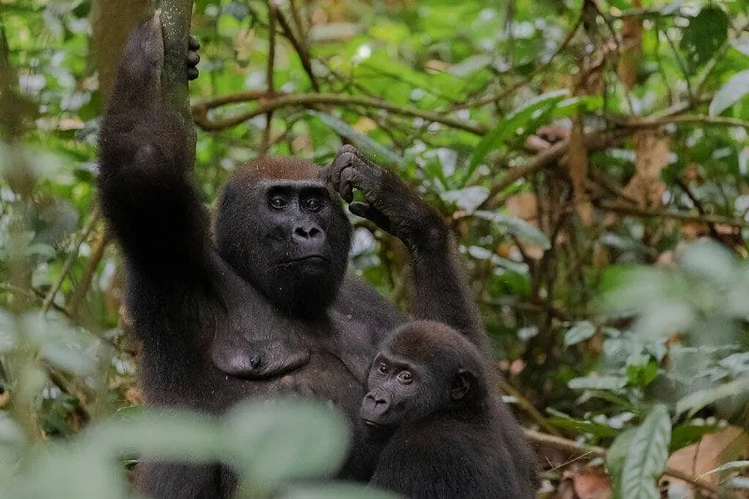 What are some interesting facts about the eastern lowland gorilla?, Nomenclature and Classification