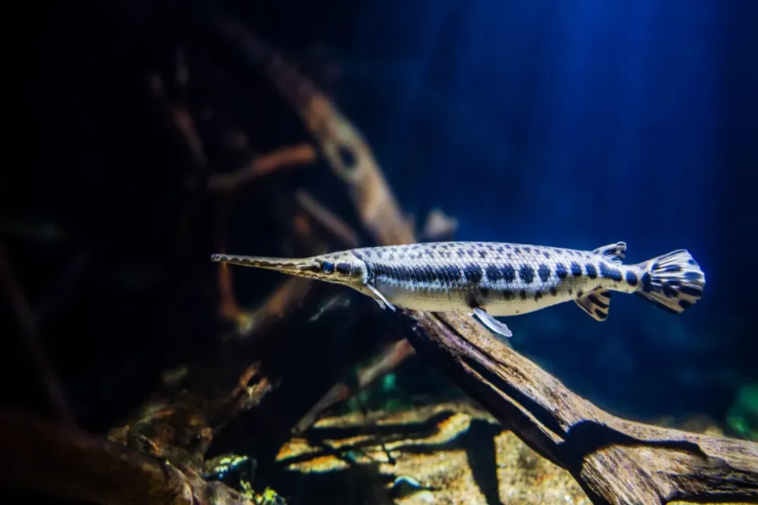 What are some interesting facts about the longnose gar?, Survival Adaptations