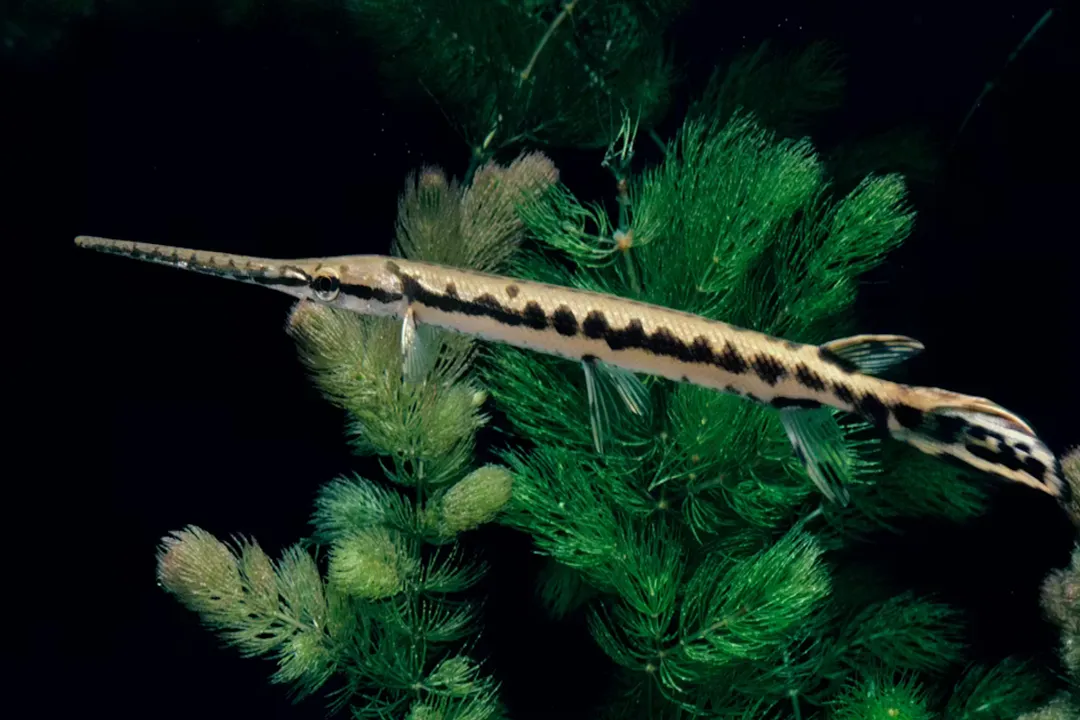 What are some interesting facts about the longnose gar?, Armored Appearance