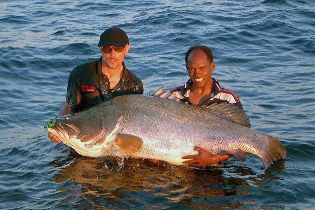 What are some interesting facts about the Nile perch?, Ecological Impact